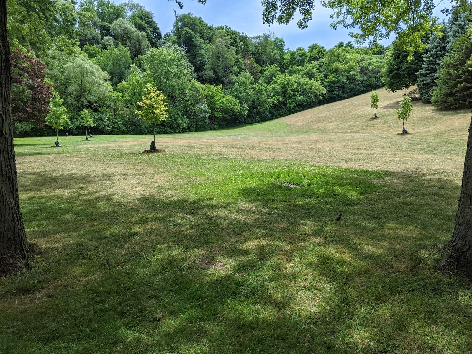 York Mills Valley Park