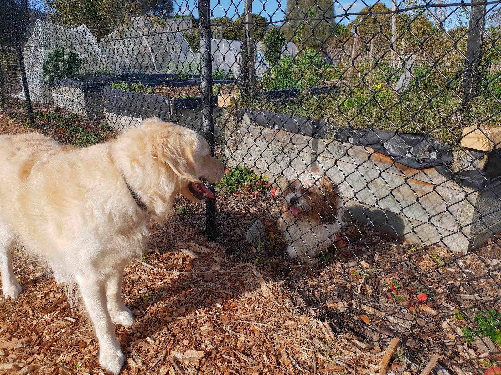 Lawson Park Fenced Dog Off Leash Park, photo 3