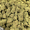 Canabisplug420