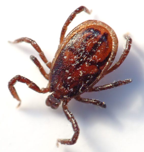 Custom Termite and Pest Control Inc, photo 3