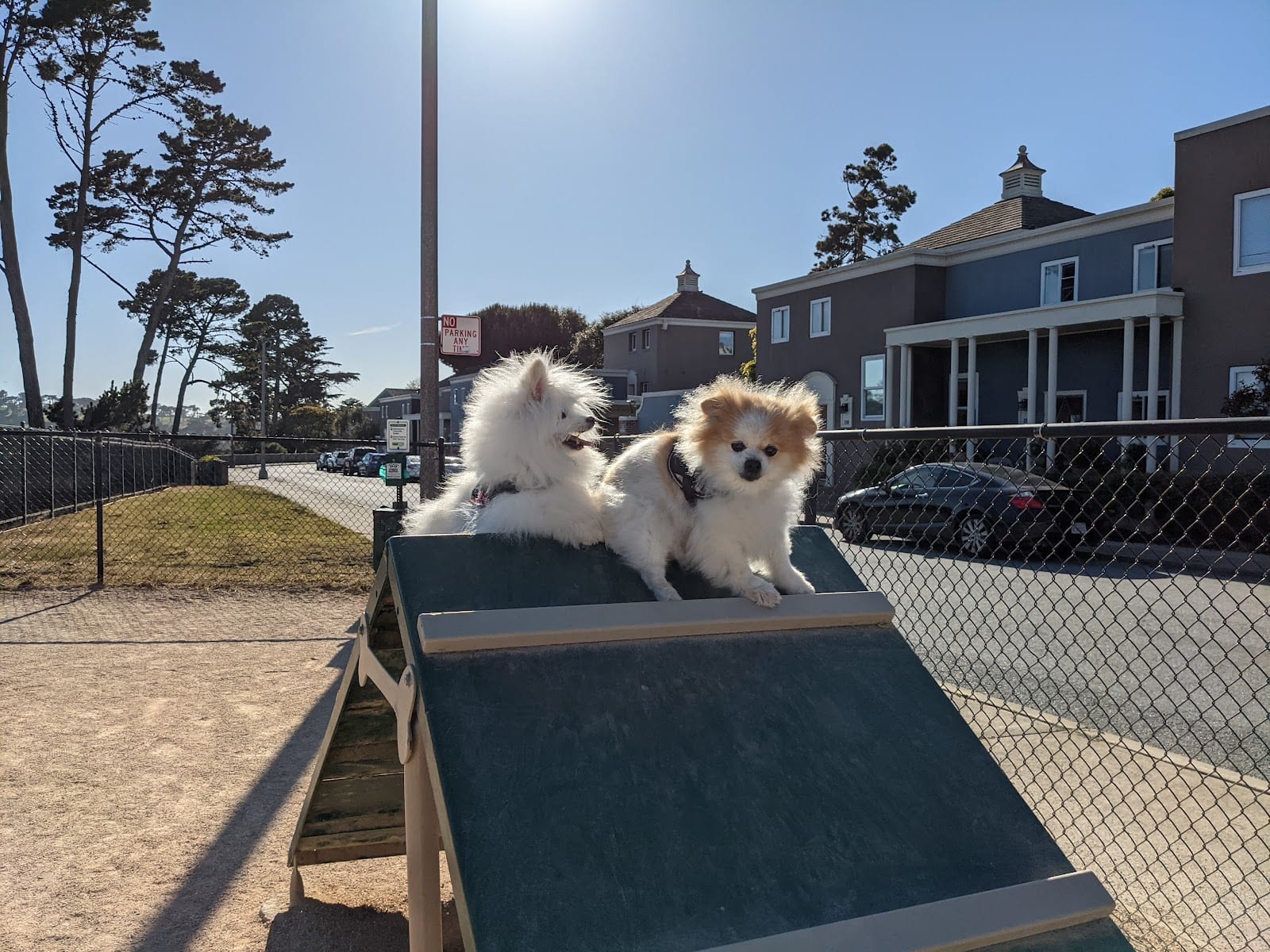 Dog Agility Park