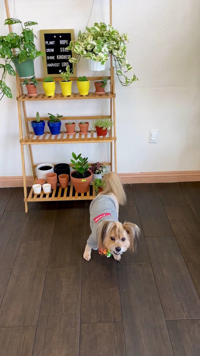 Boba Haus Cafe, photo 2