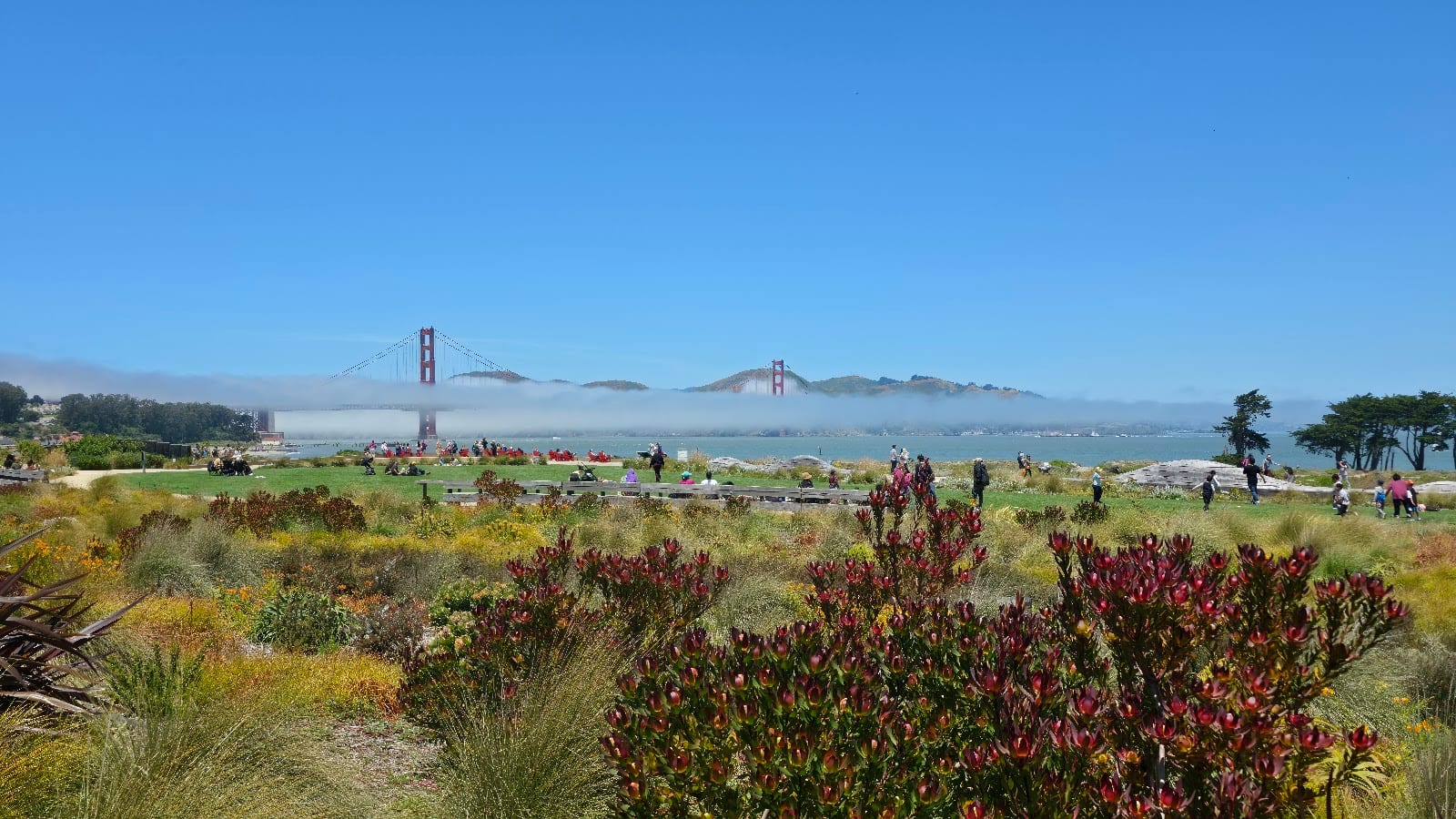 Presidio Tunnel Tops, photo 4