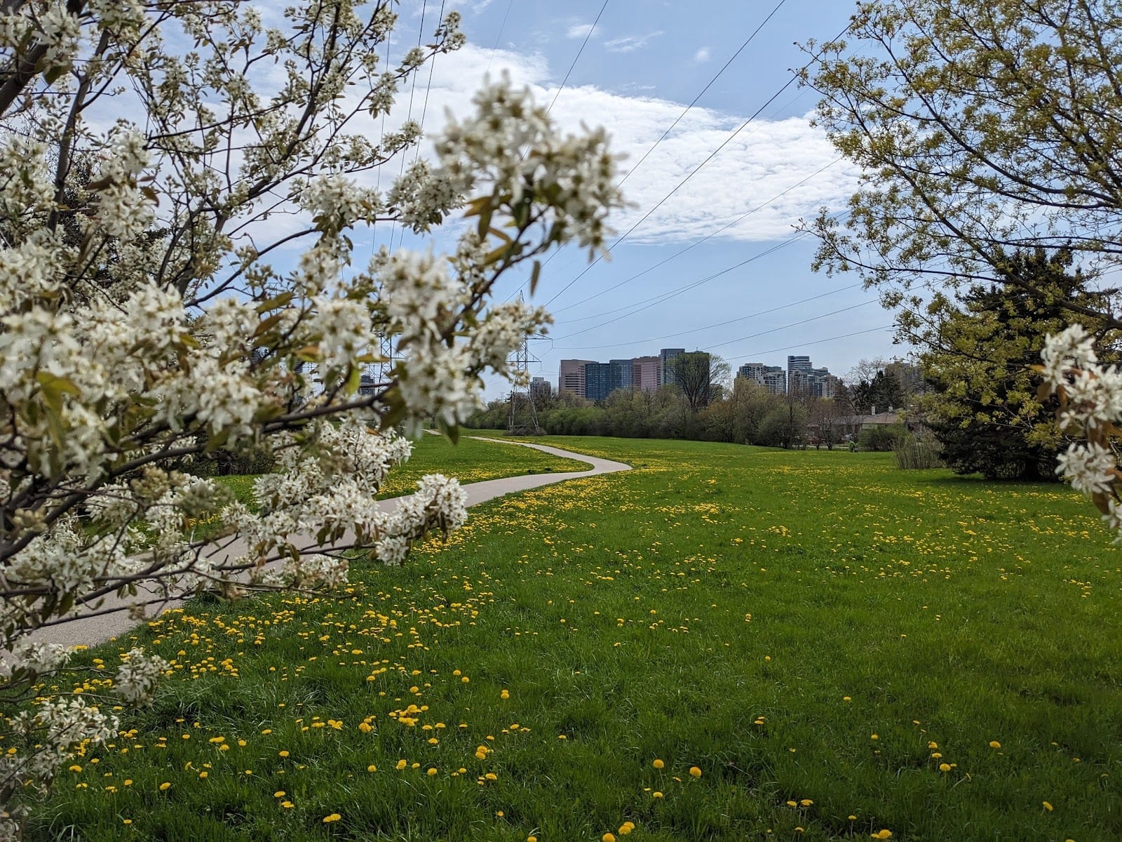 Finch Hydro Corridor, photo 3