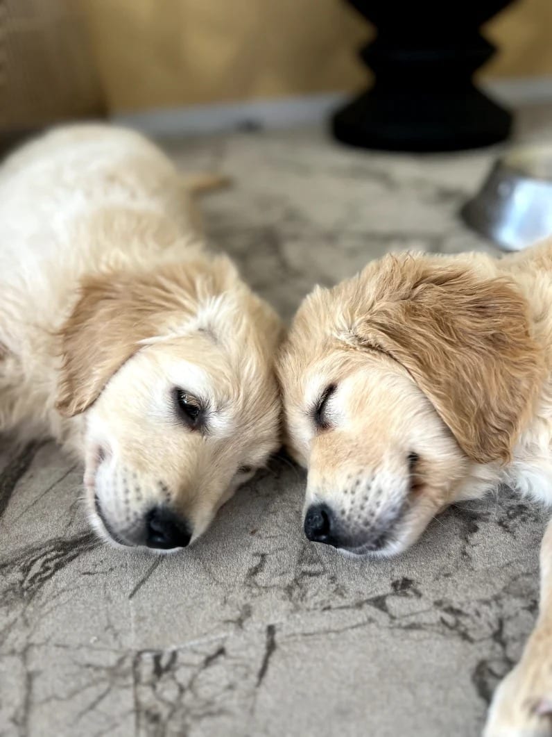 Puppy Yoga Rochester (Puppies Yoga)