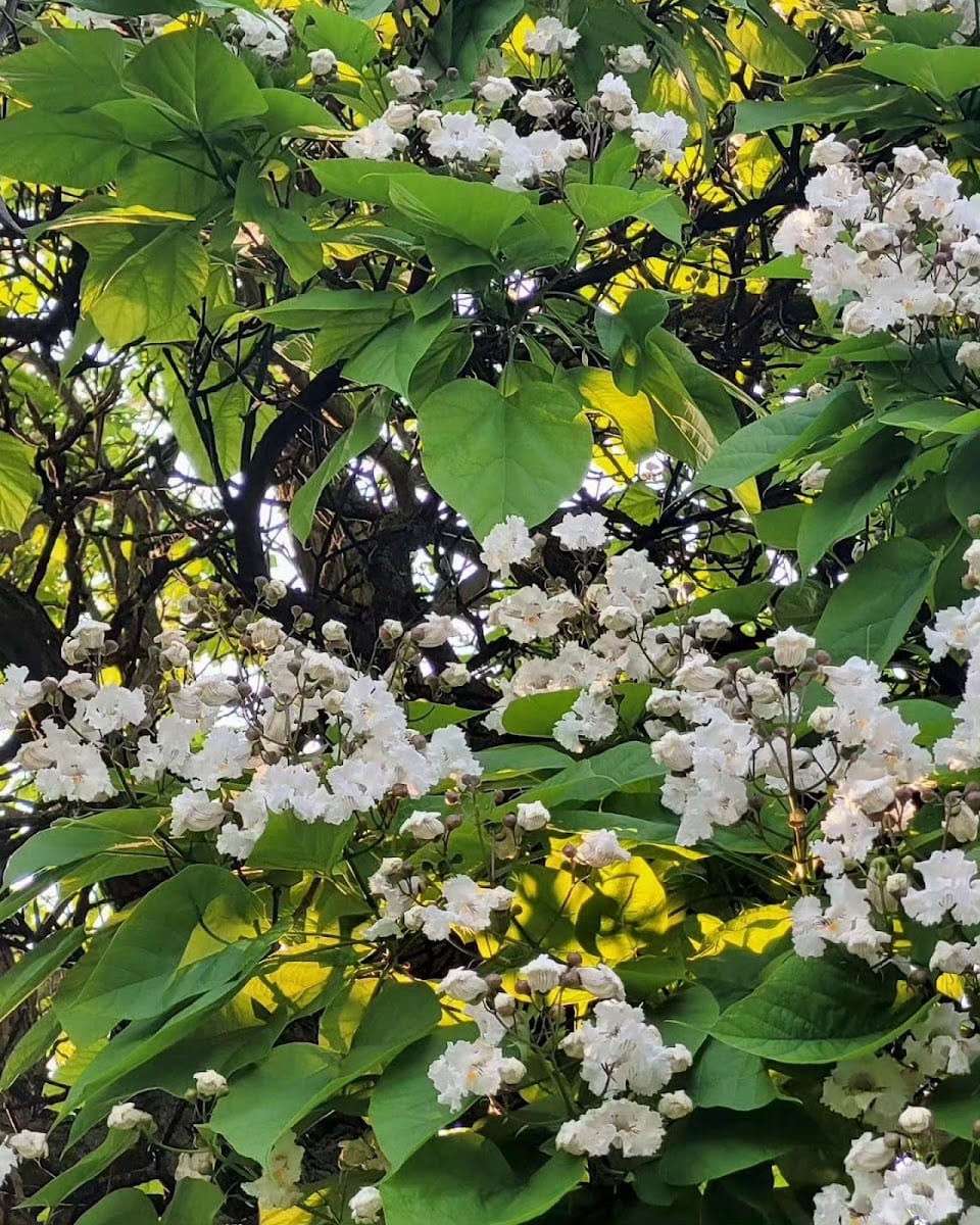 Don Mills Trail