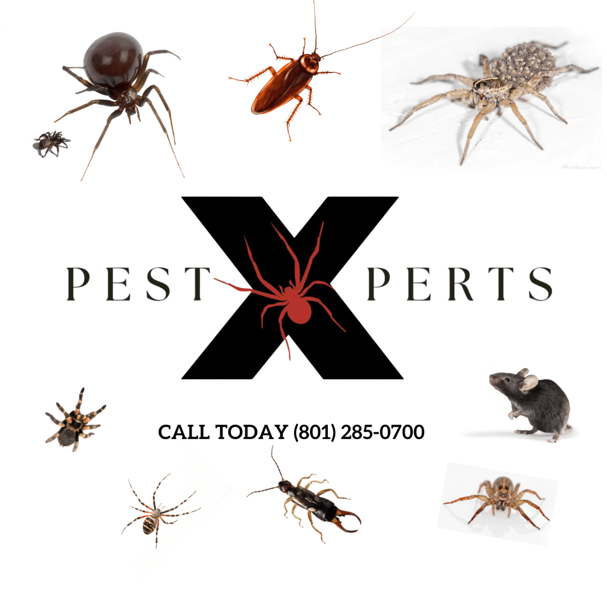 Pro-Tech Pest Services, LLC, photo 3