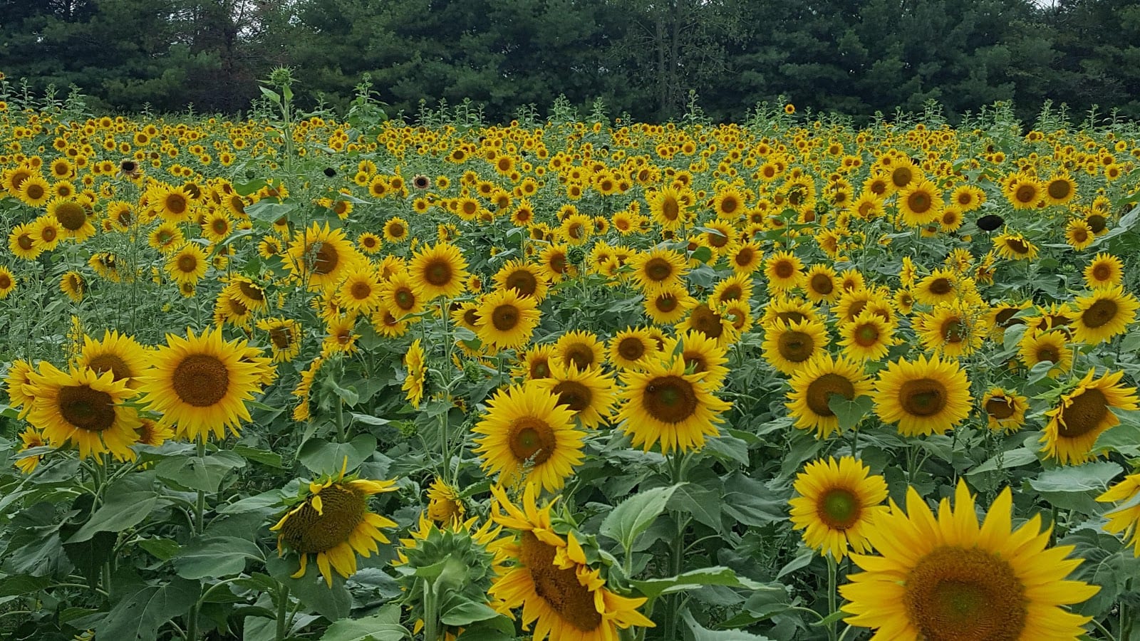 Salomon Farm Park, photo 4