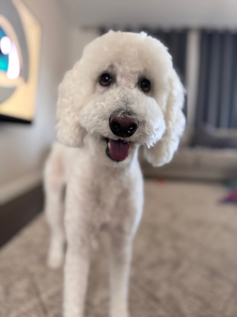 PAWlish Pet Salon & Mobile Grooming, photo 2