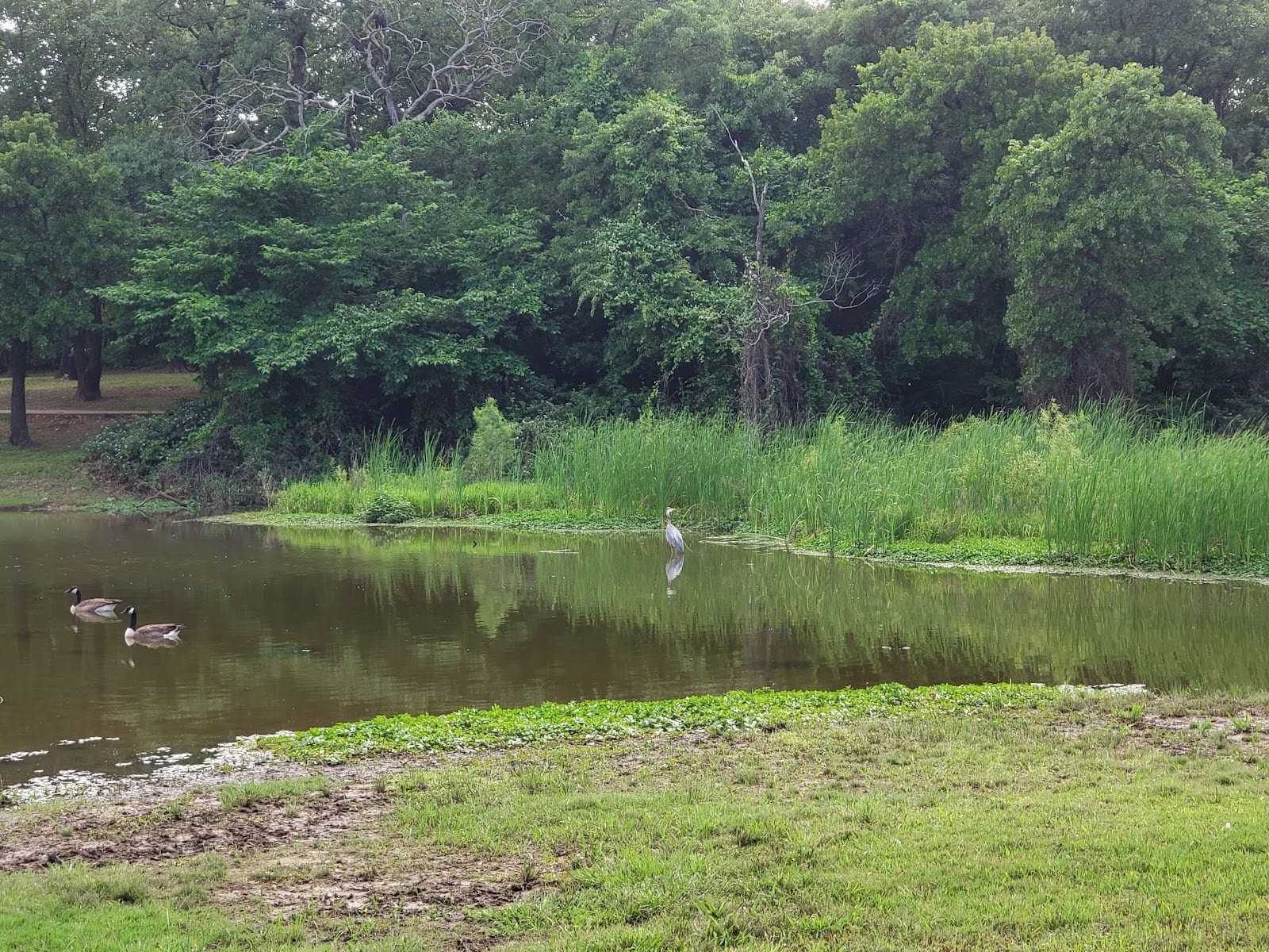 Meadowview Park, photo 3