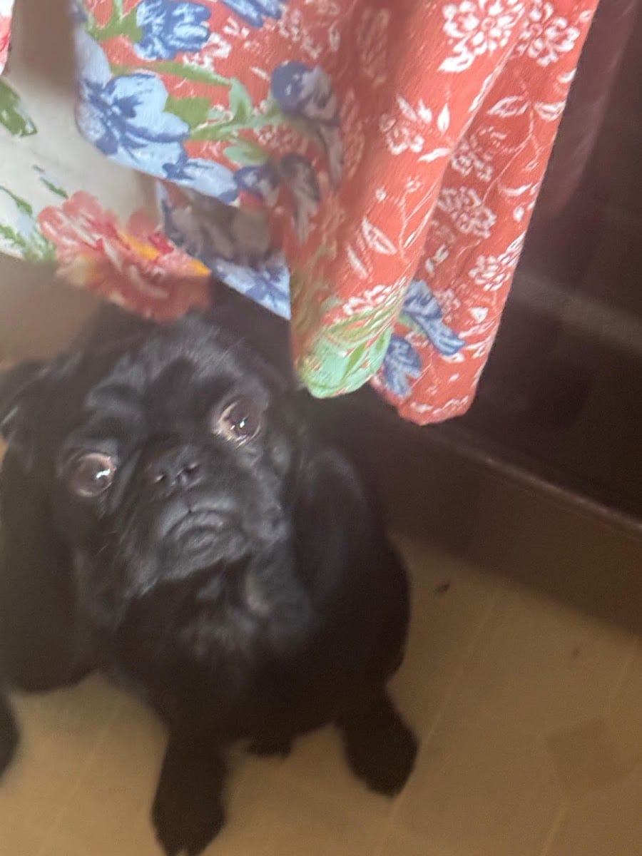 Max The Pug Bakery