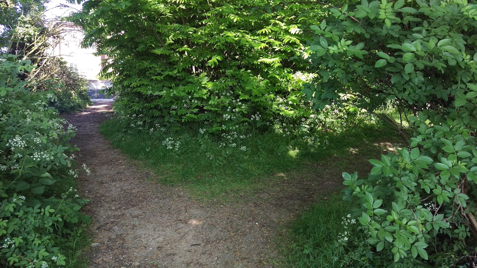 Clapham Wood