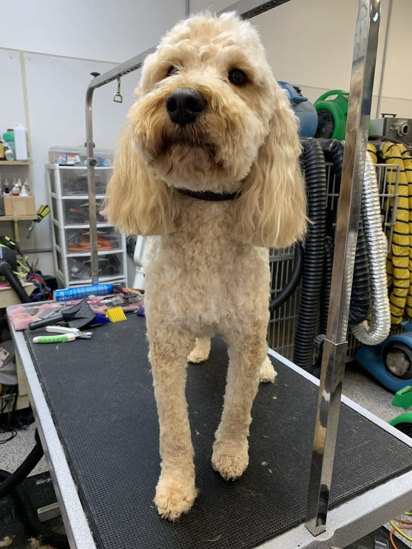 Ace Grooming By Sara
