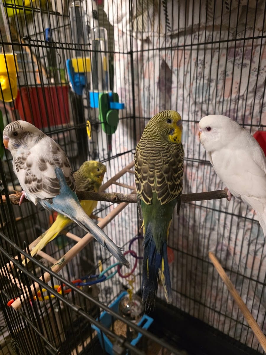 Petco, photo 3