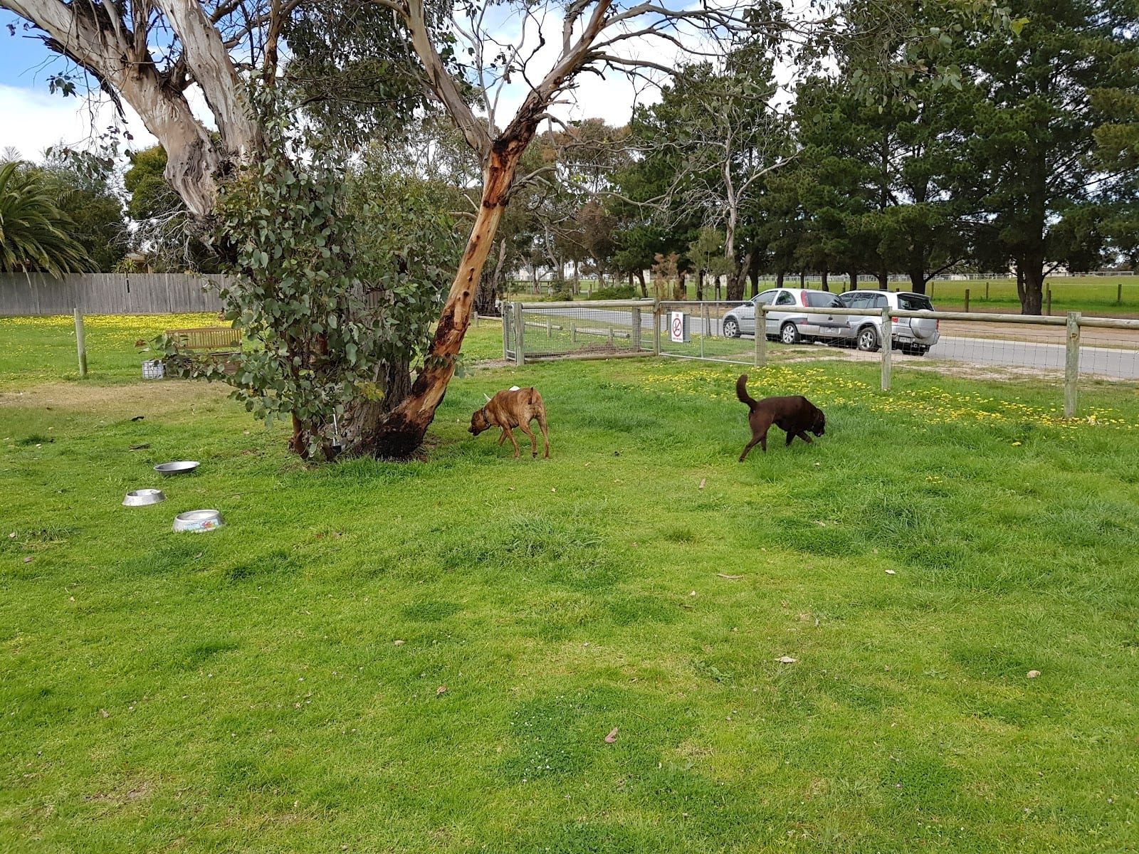 Cobb Road Reserve Fenced Dog Park, photo 3