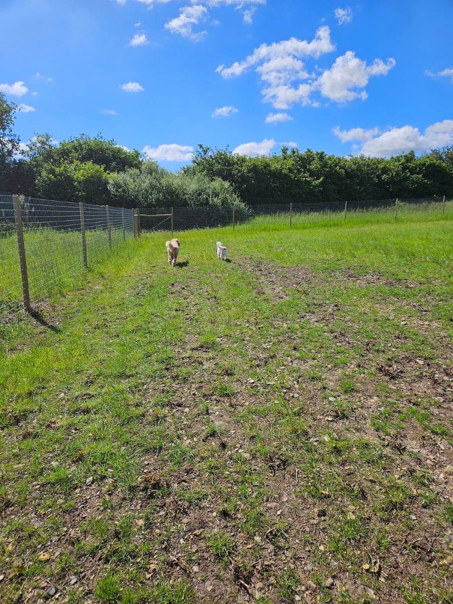 Unleashed Fields Harpenden, photo 2