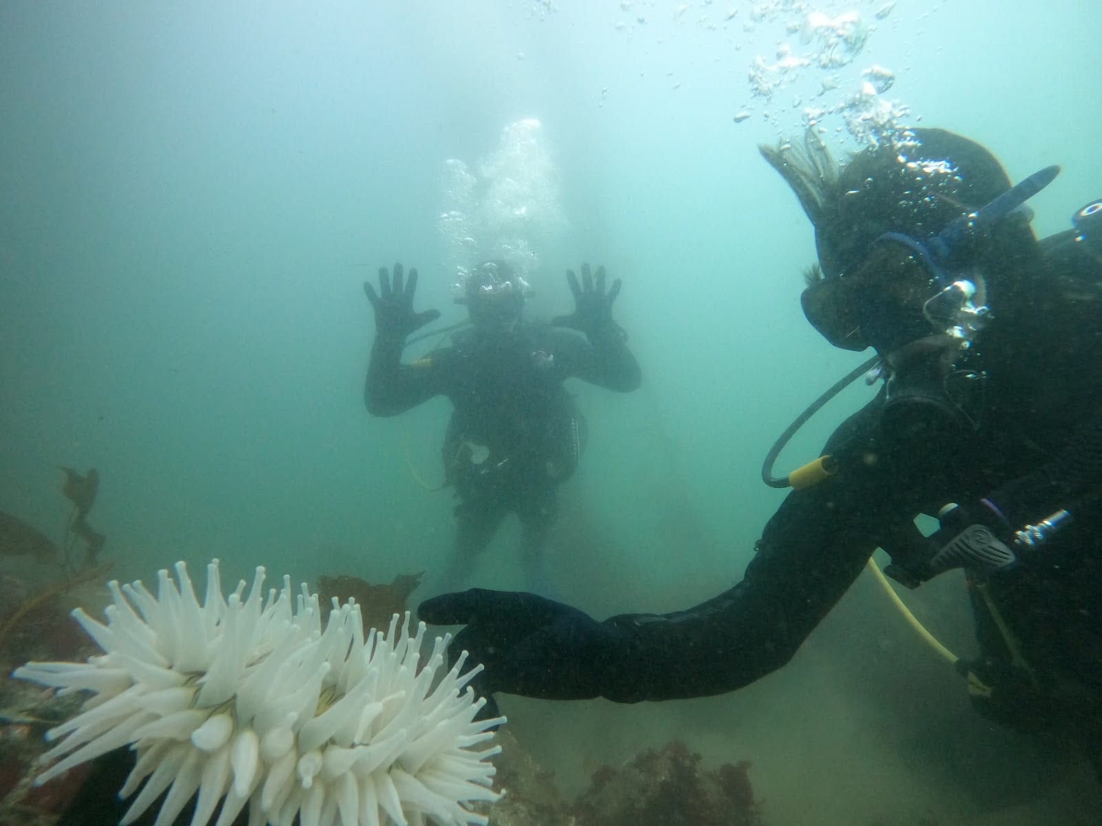 Bay Area School Of Diving