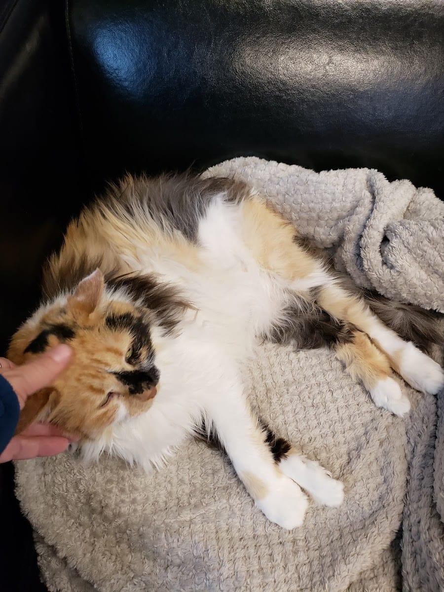 Catisfaction Cat Clinic