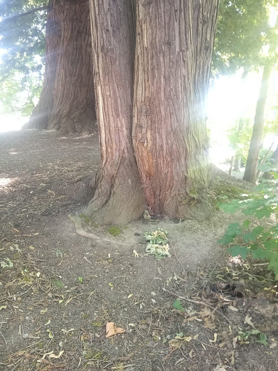 Centennial Park, photo 3