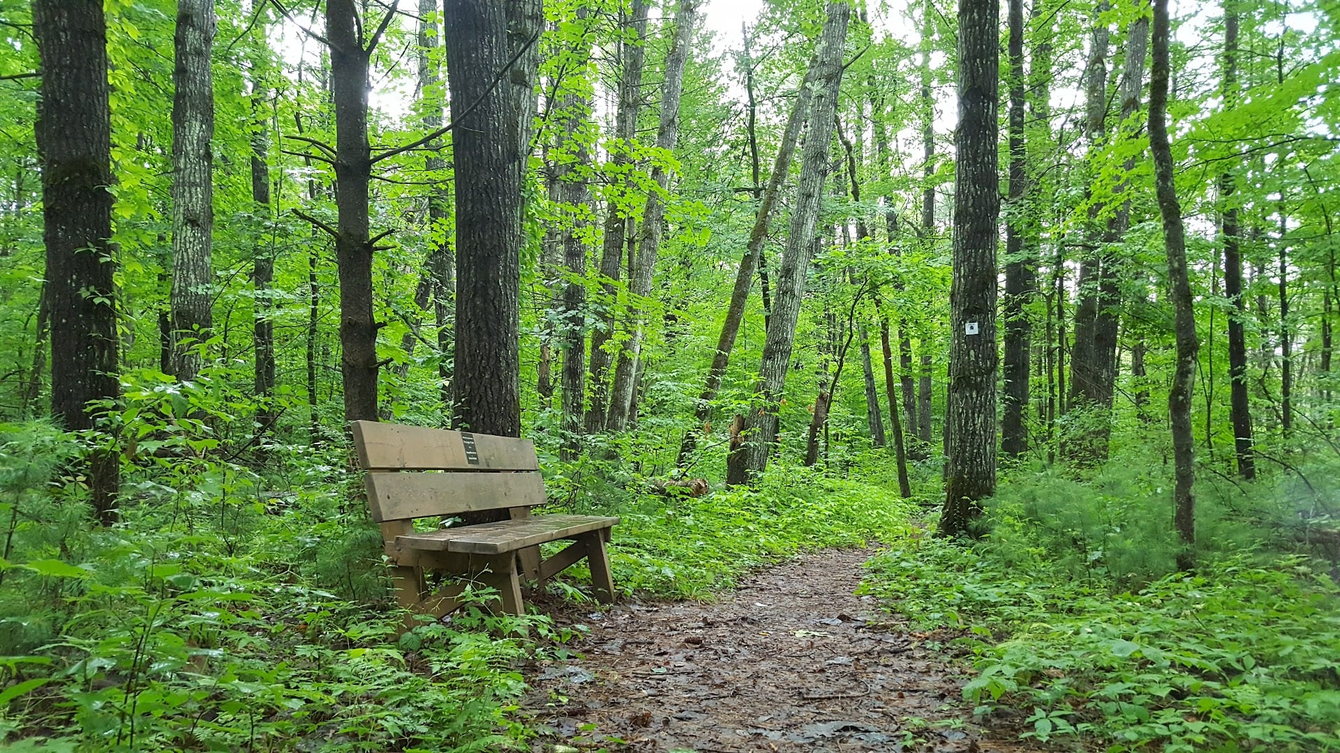 Rowland Hollow Creek Preserve, photo 2