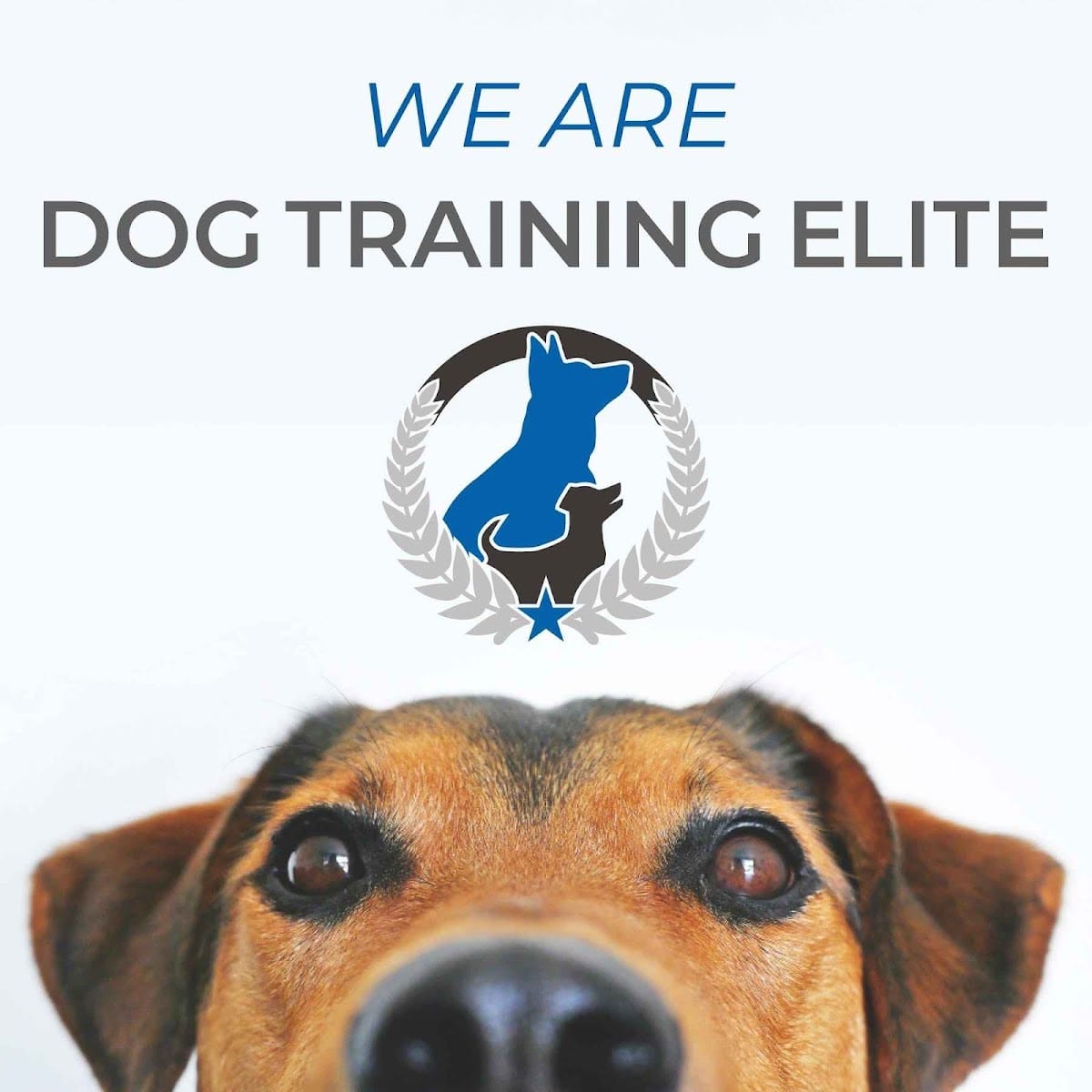 Dog Training Elite Huntsville