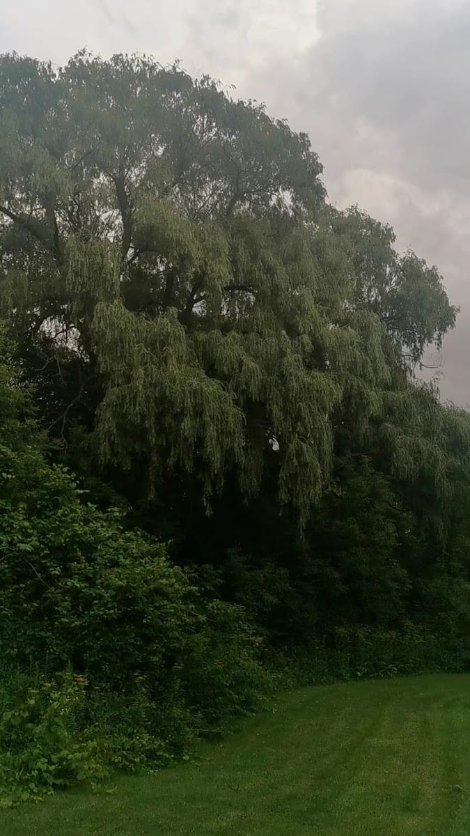 Northwood Park, photo 2