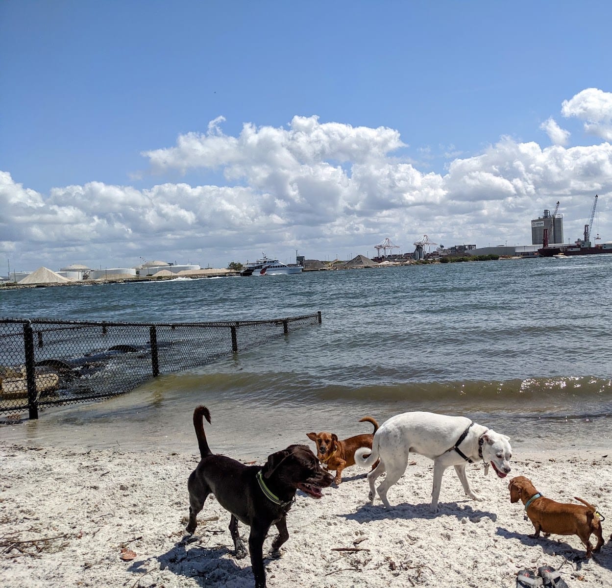 Davis Island Dog Park, photo 2