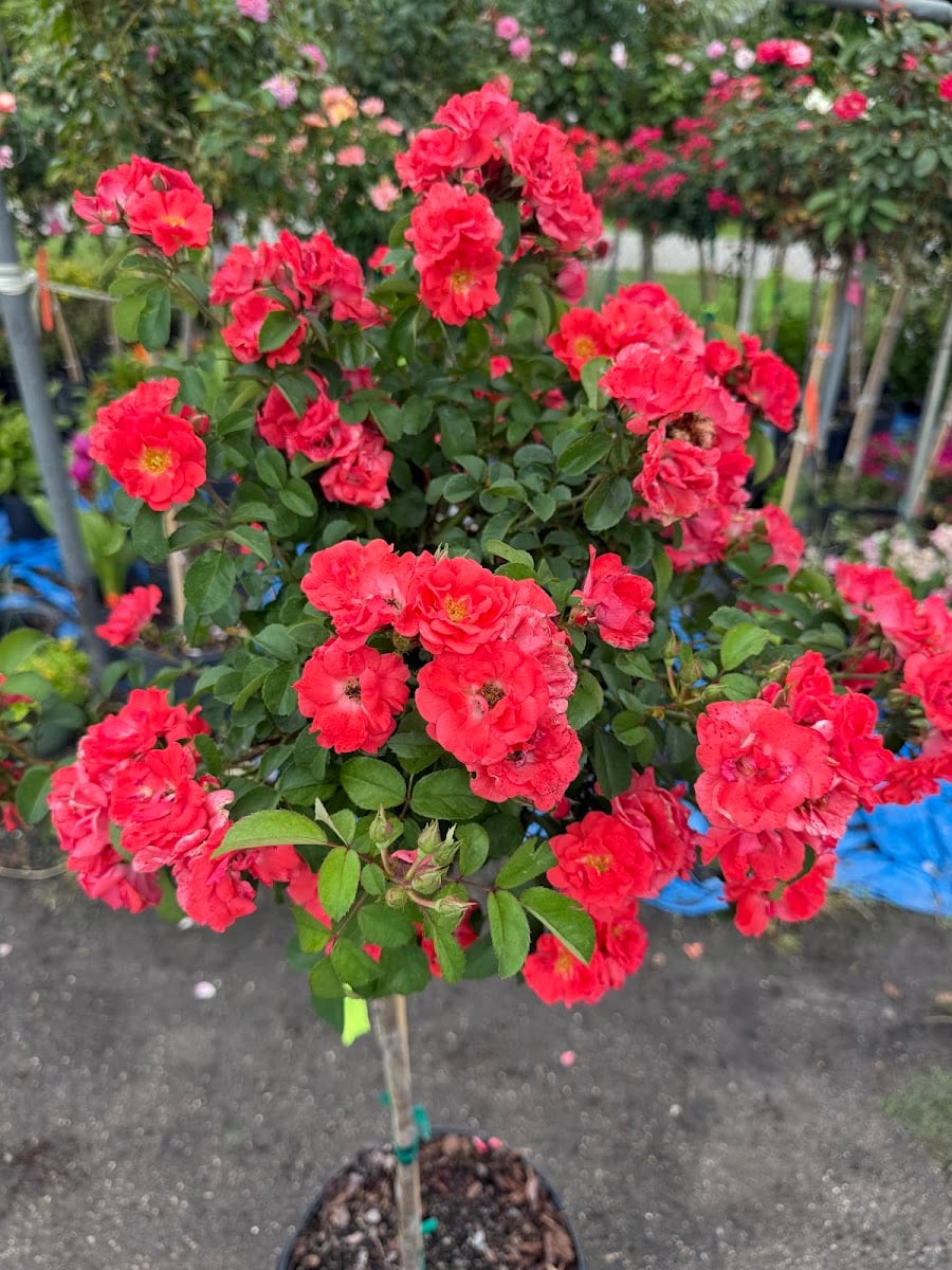 Powell Nursery & Landscaping, photo 4