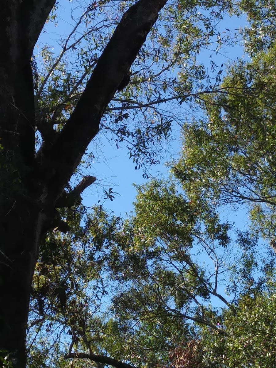 River Cove Park, photo 3