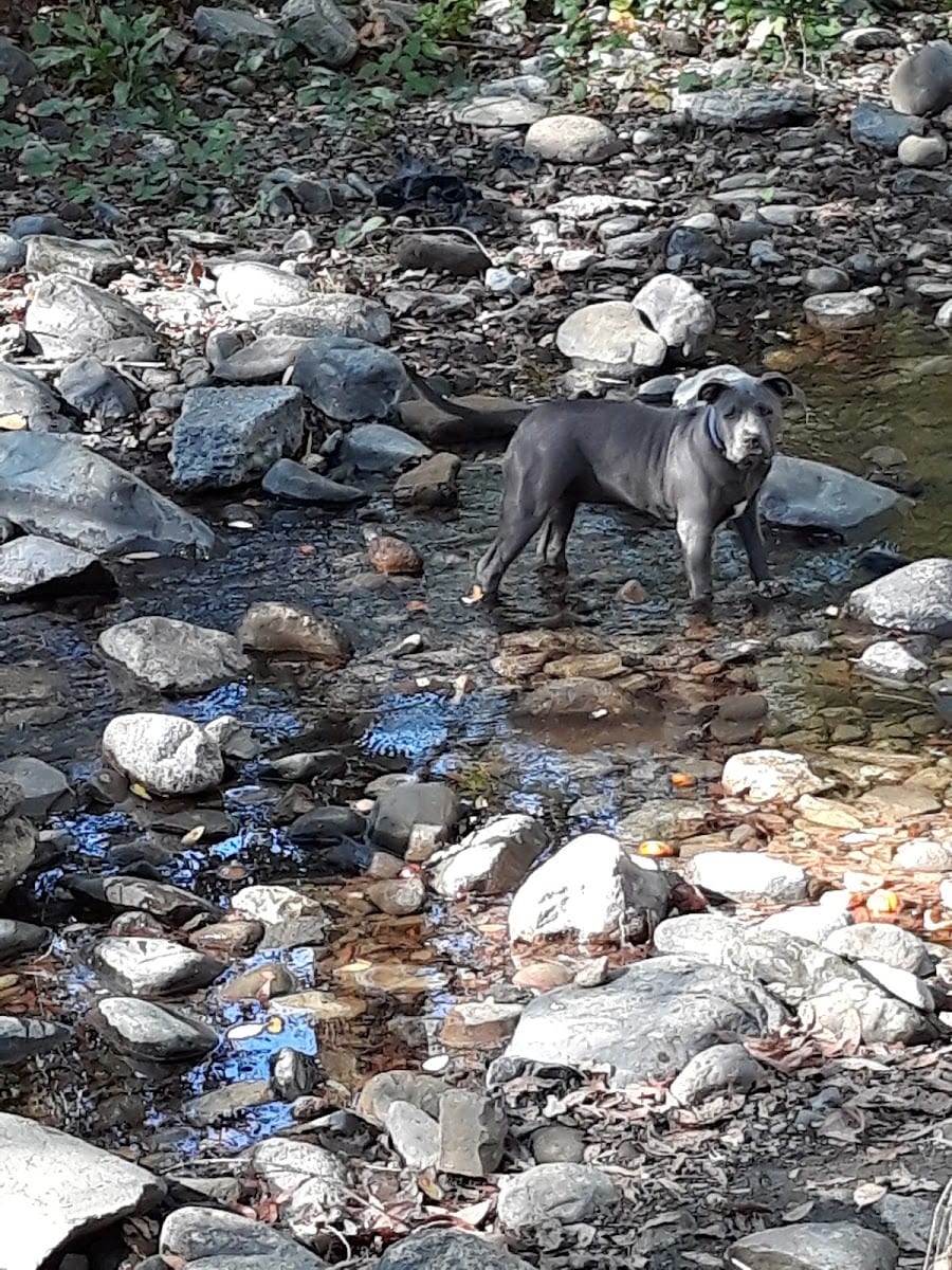 Canine Commons, photo 2