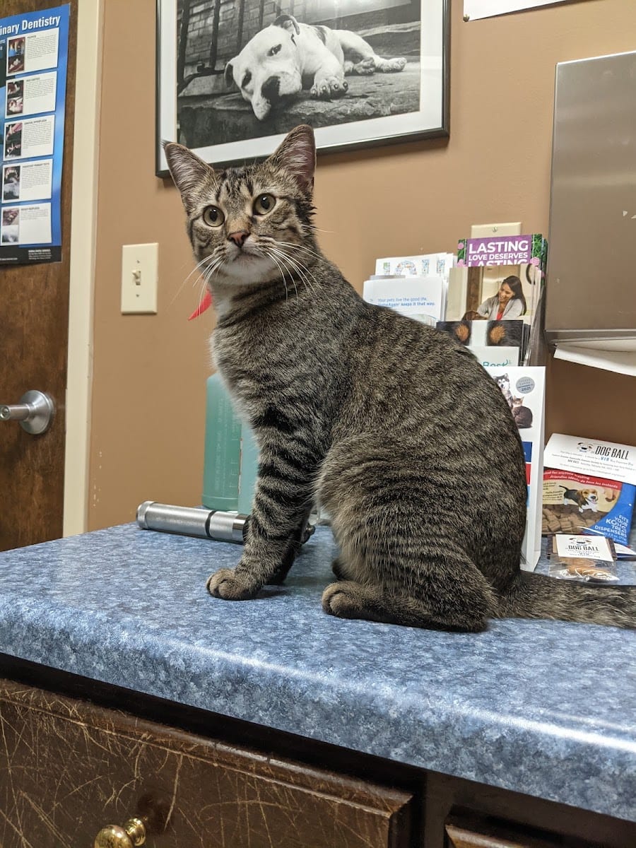 Best Friends Animal Hospital, photo 2