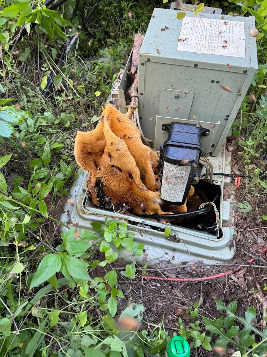 USA Bee Removal, photo 3
