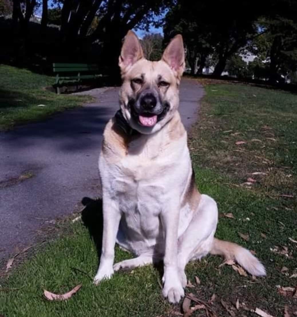 Jefferson Square Dog Play Area