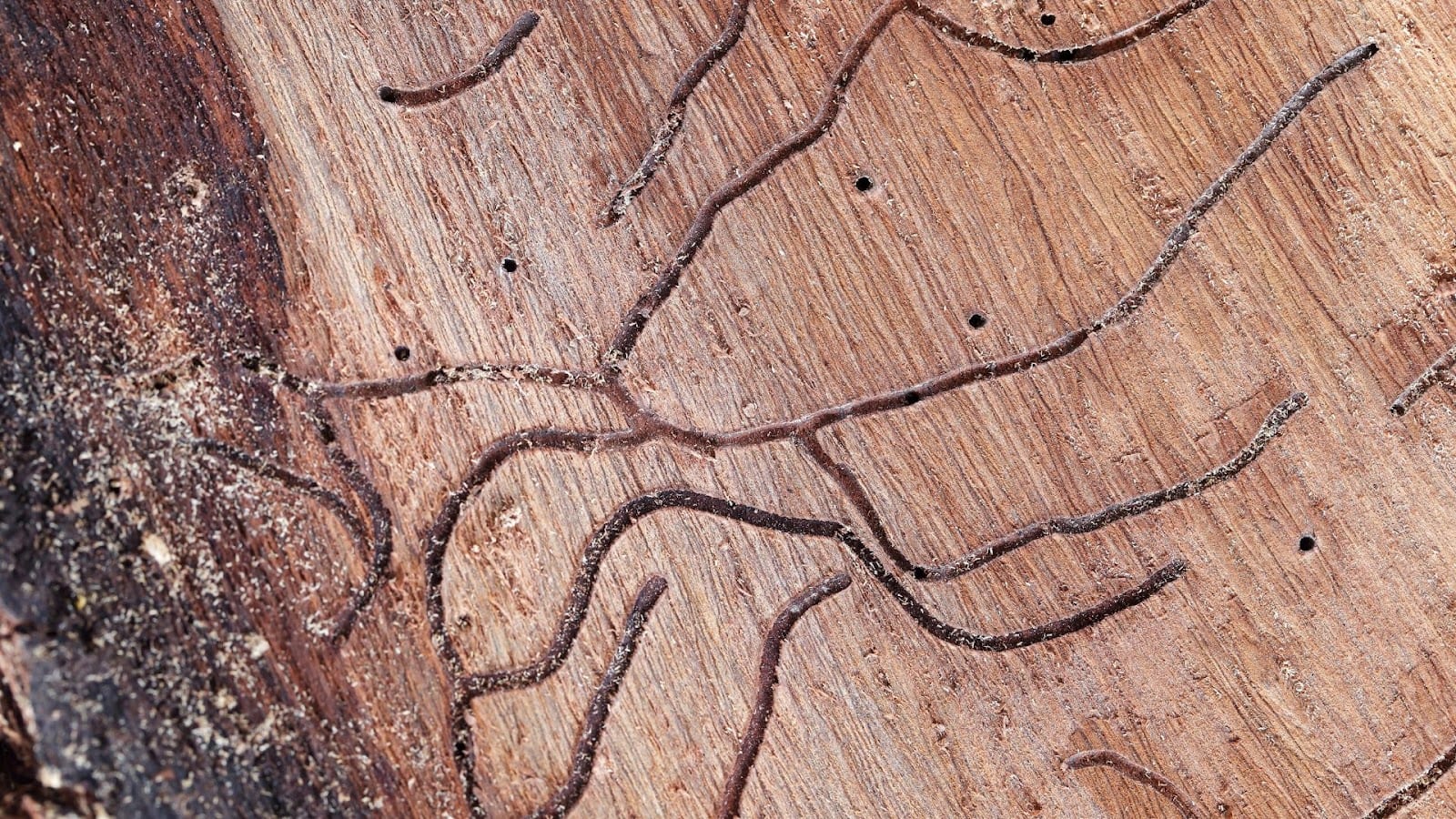Worx Pest Services, photo 3