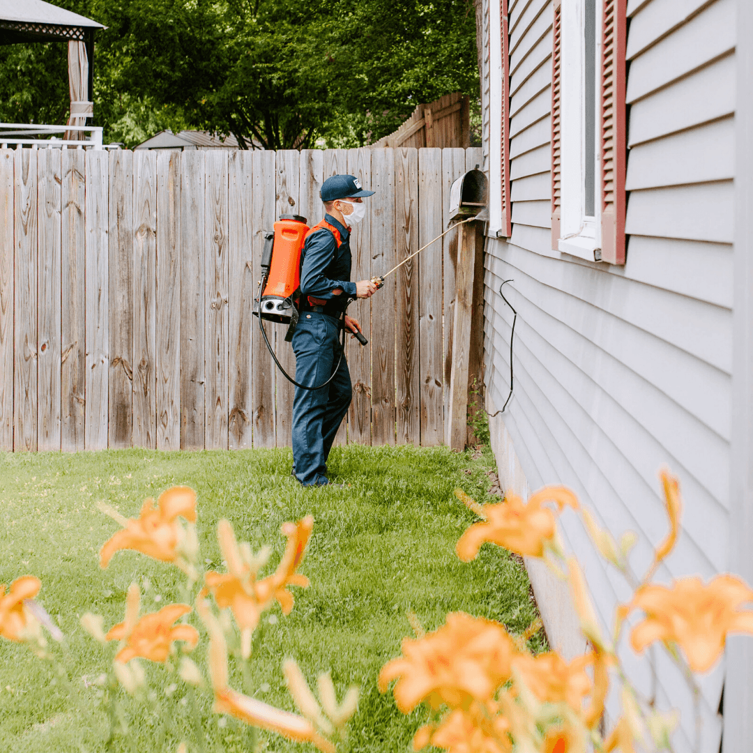 Fox Pest Control Lubbock