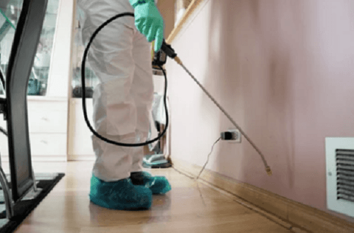 Mice Guys Pest Control, photo 4