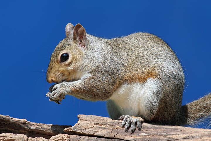 Trap Kings Animal Trapping & Pest Control Services, photo 3