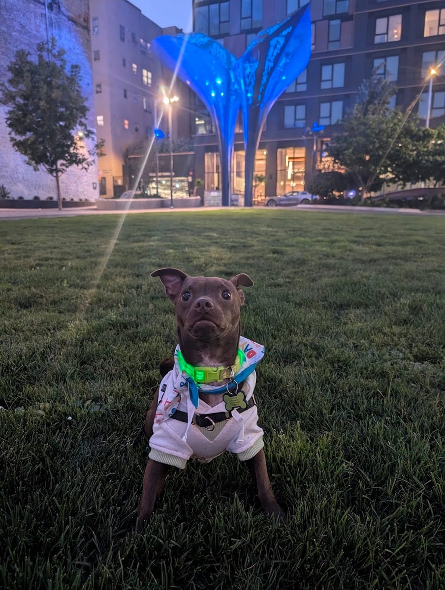 5M Dog Park