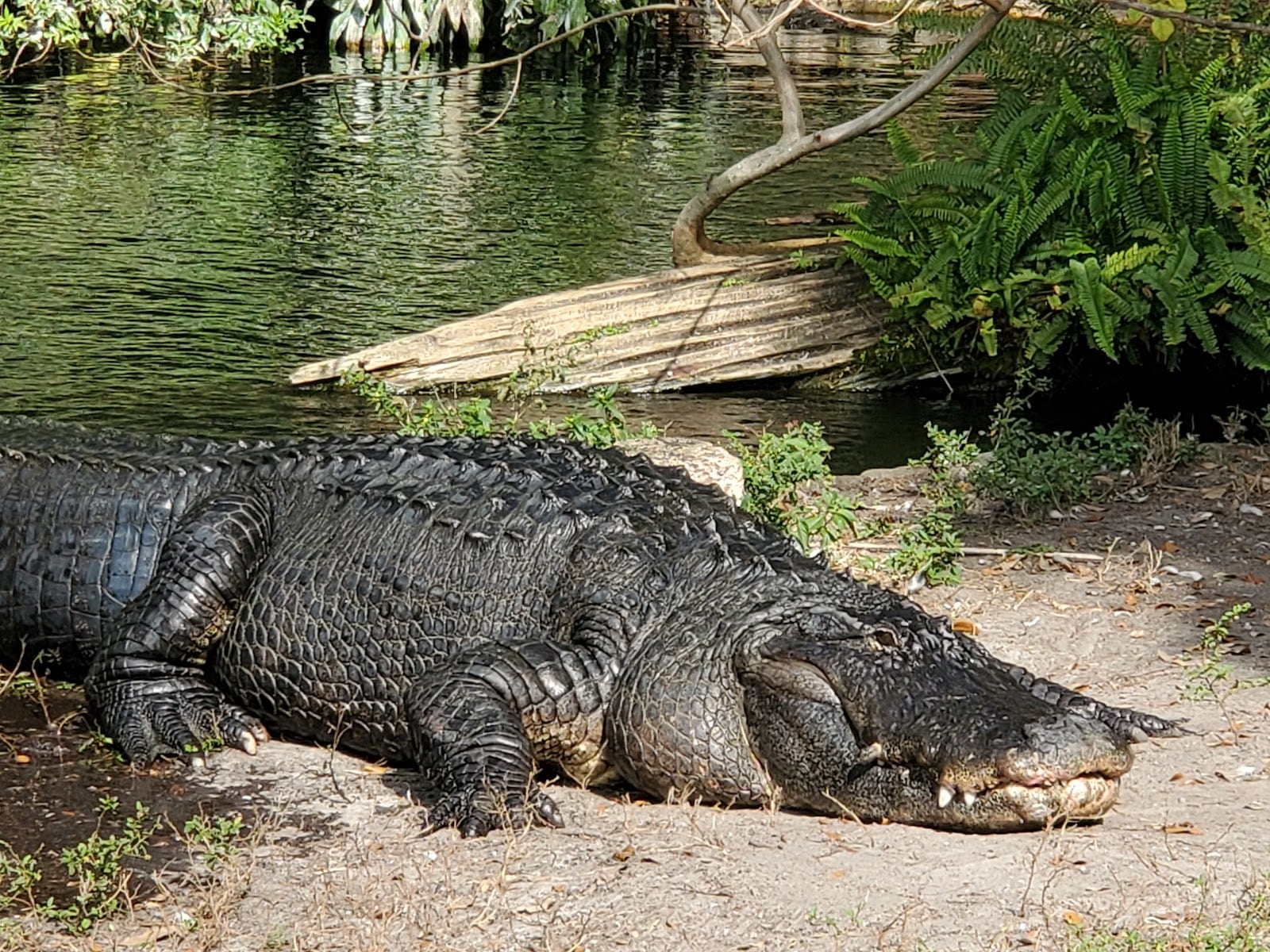 Busch Gardens Tampa Bay