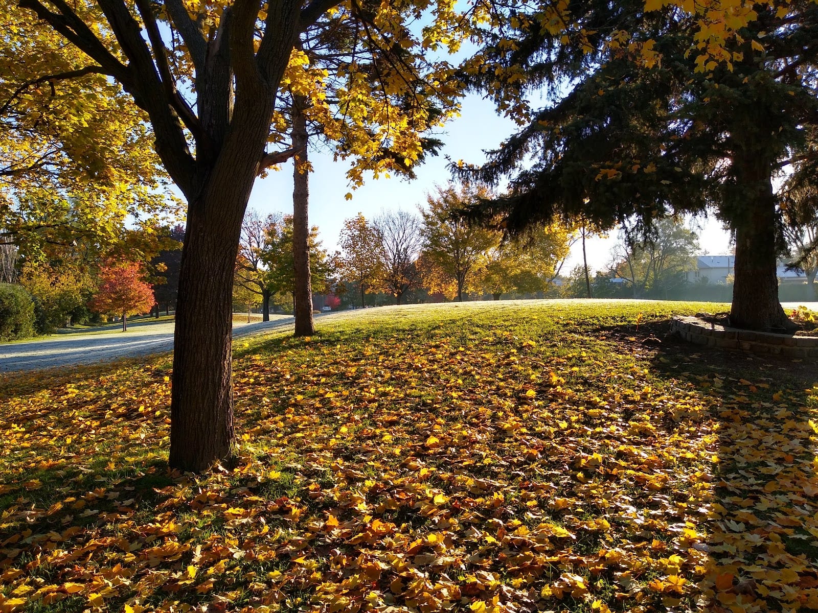 Ellison Park