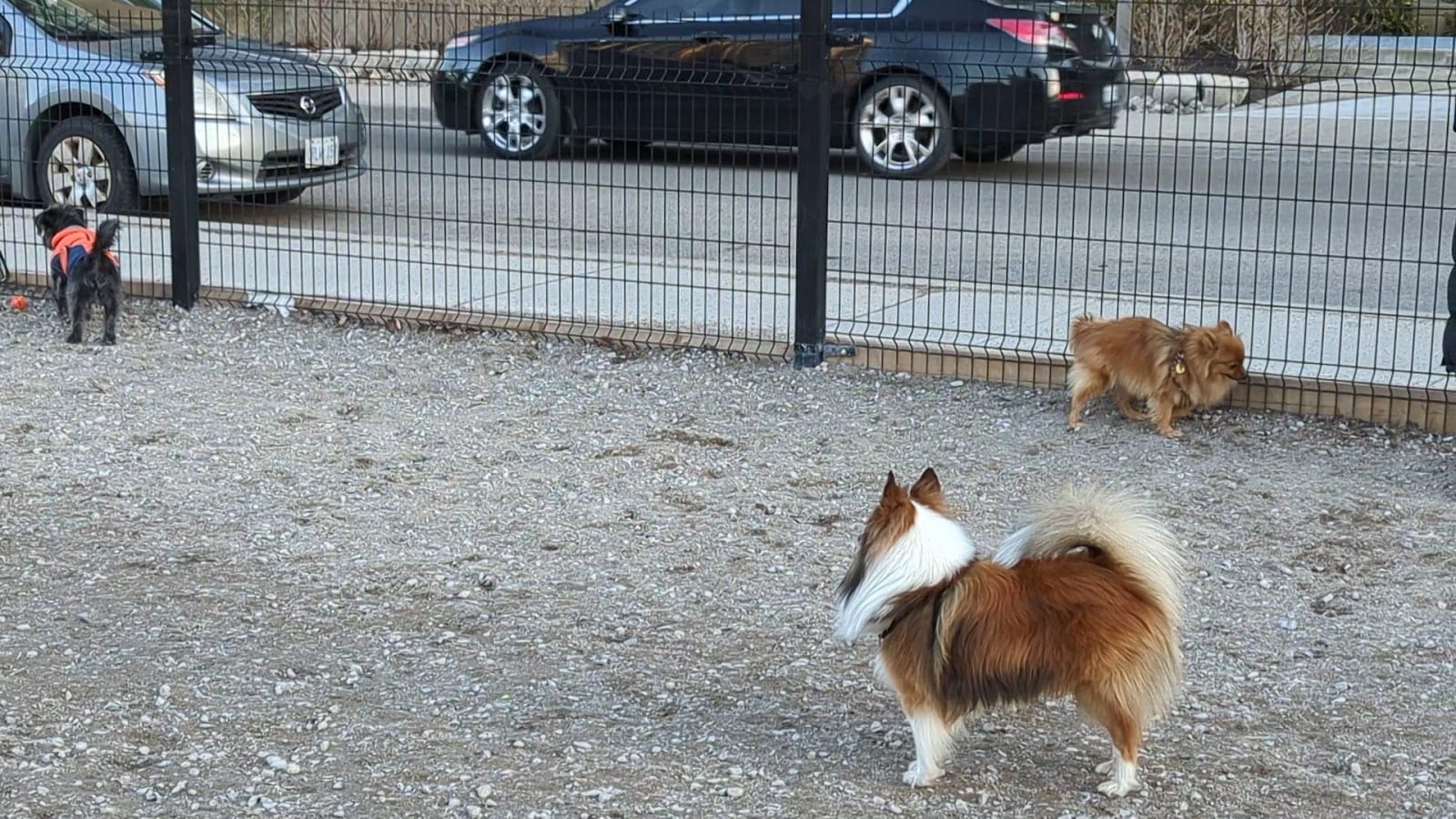 Liberty Village Dog Park, photo 2