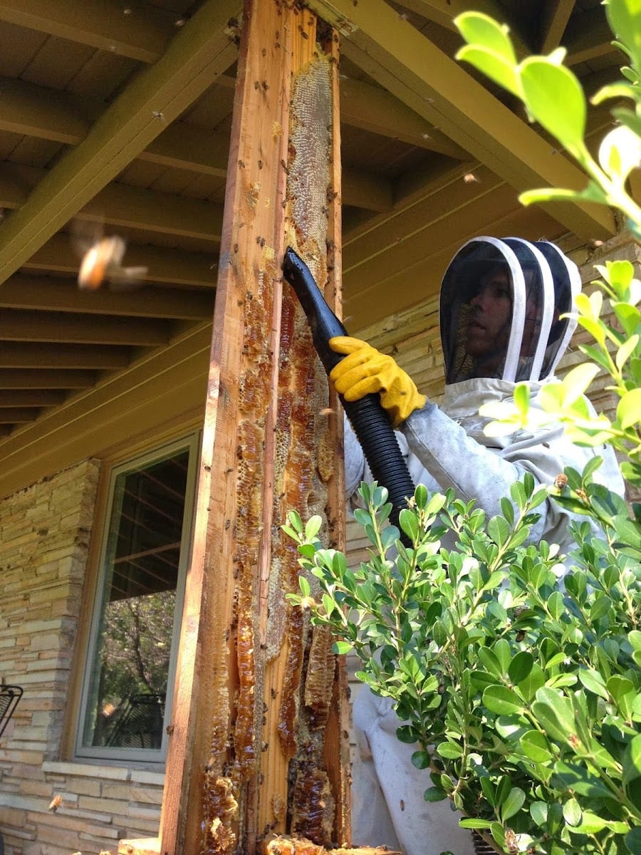 Oakley Honey Bee Removal, photo 3