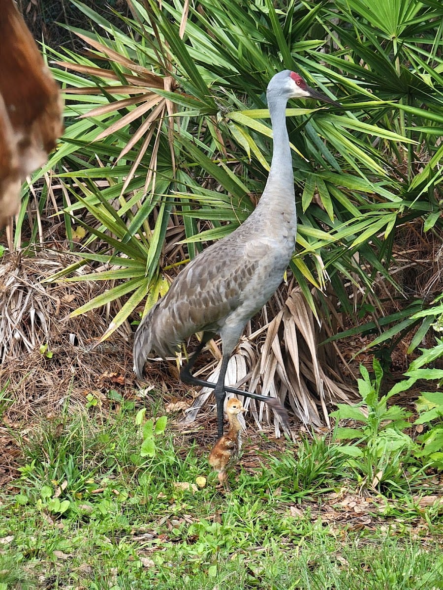 Birdbusters Pest Control Florida, photo 3