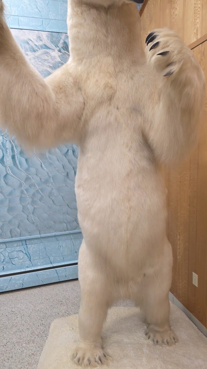 Werner Wildlife Museum at Casper College, photo 3