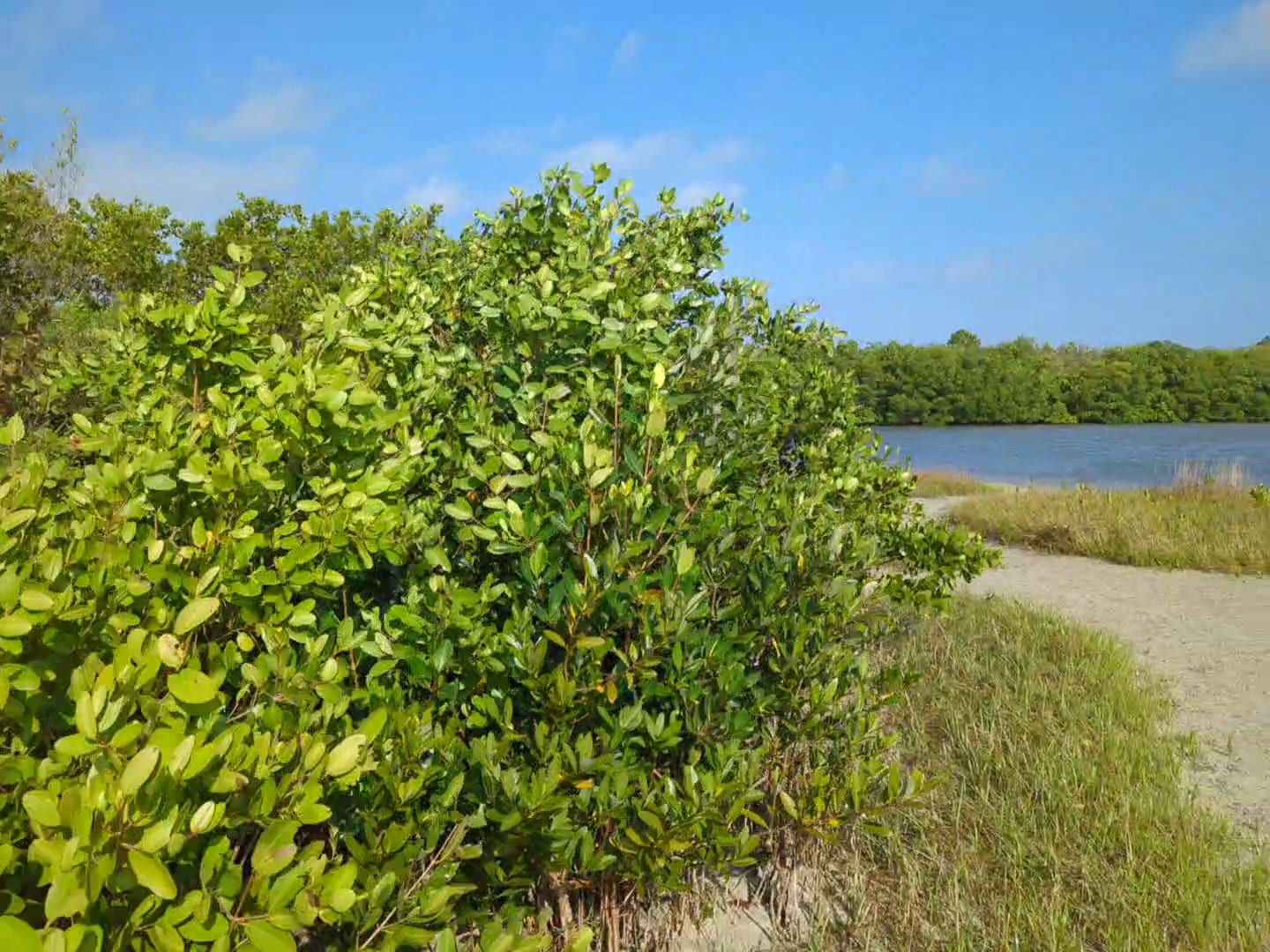 Picnic Island Park, photo 2