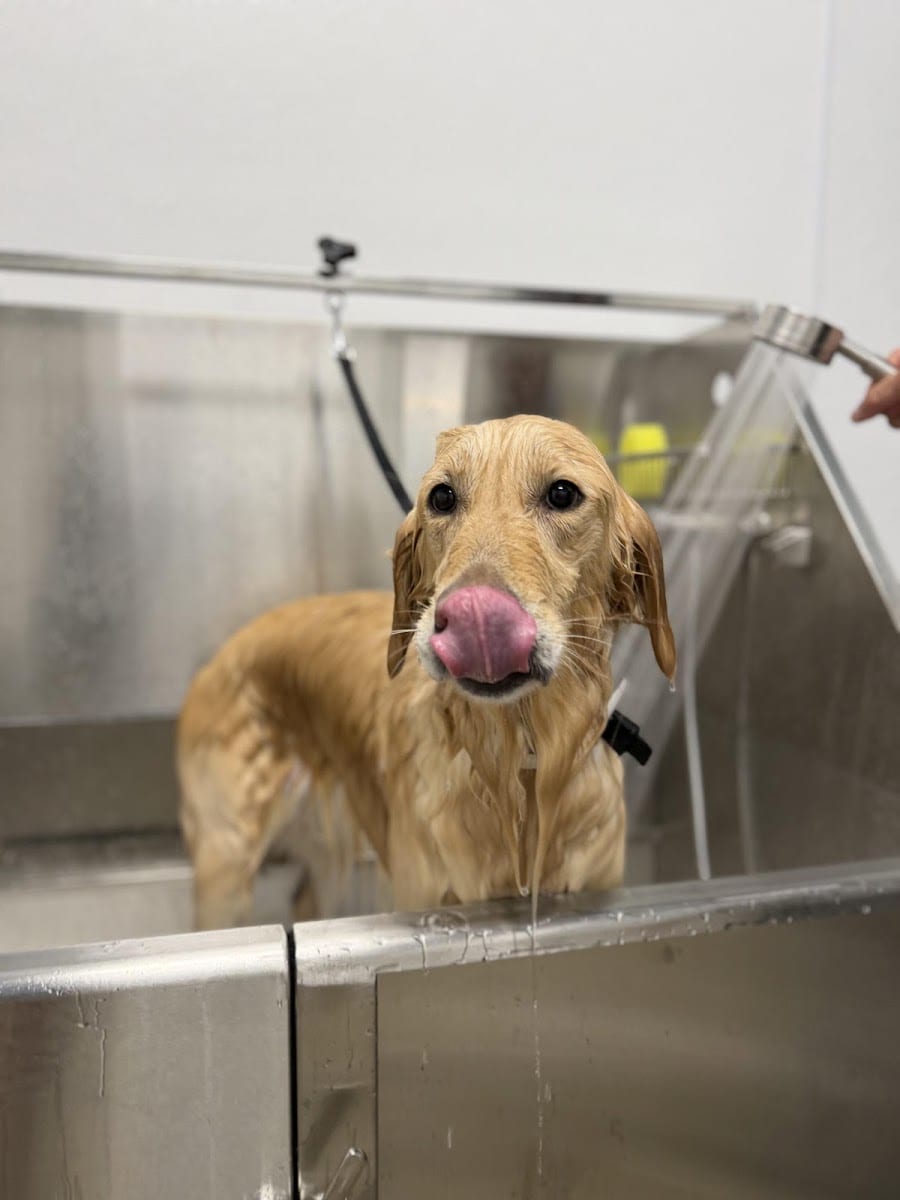 The Pawms Pet Resort Madison
