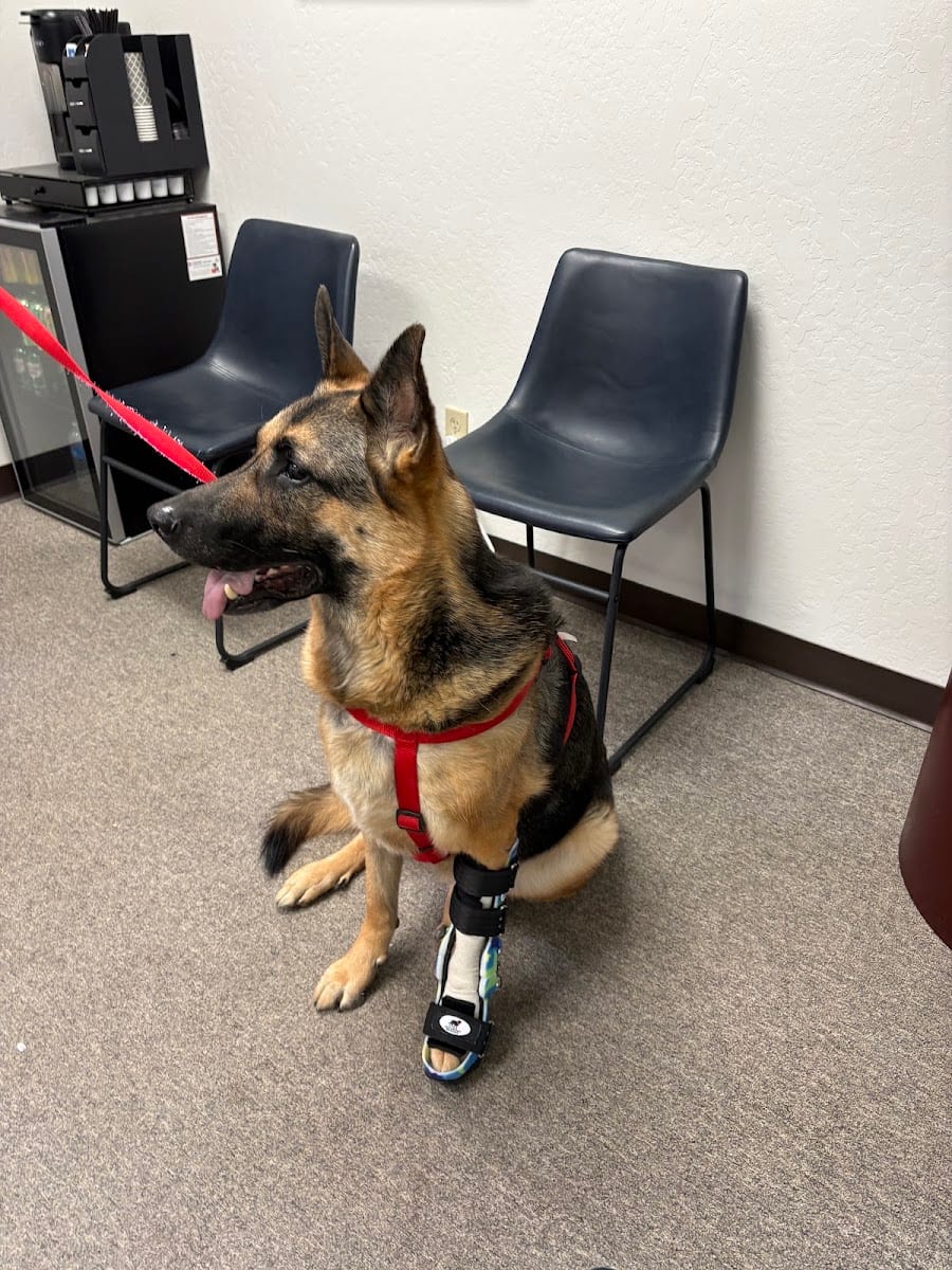 Pet Ortho Braces, photo 2