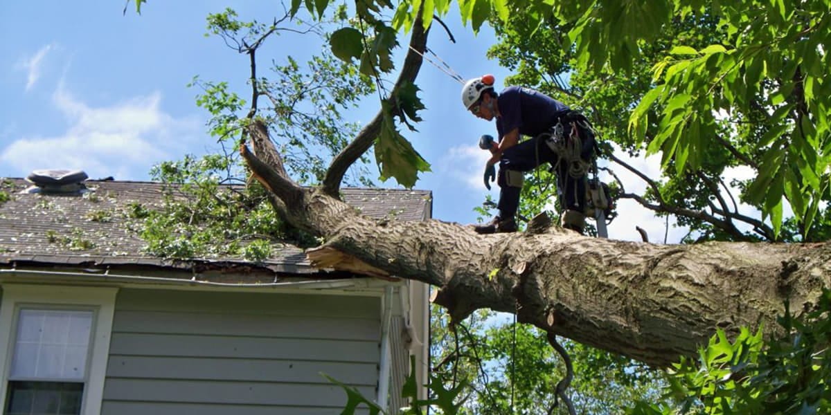 Tree Service Richmond Hill