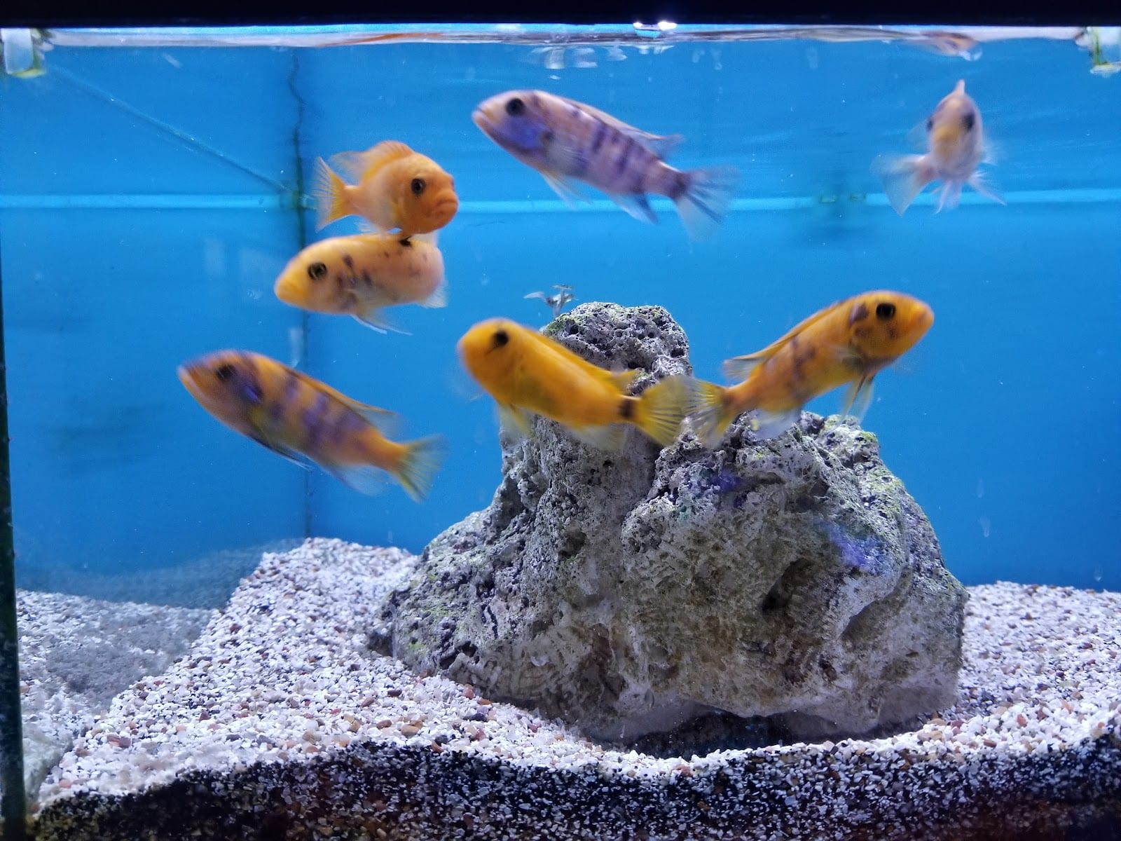 Aquatic Cove
