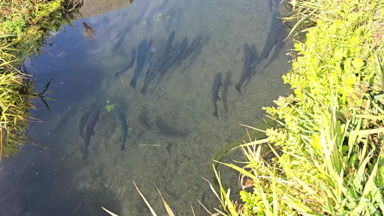 Mountain Valley Trout Farm, photo 2